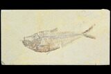 Bargain, Diplomystus Fossil Fish - Wyoming #126001-1